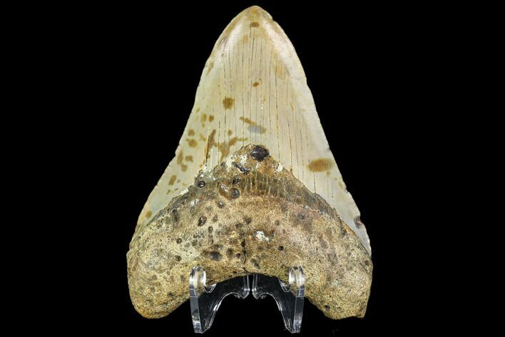 Fossil Megalodon Tooth - North Carolina #109857